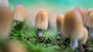 Mushrooms mossy forest bokeh naturism - mossy free wallpaper for desktop