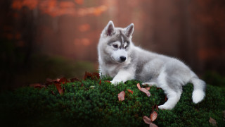 Husky mossy woods leaves nature - a mossy surface free wallpaper
