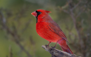 Red bird branch nature photorealistic - a blurry background of branches free wallpaper