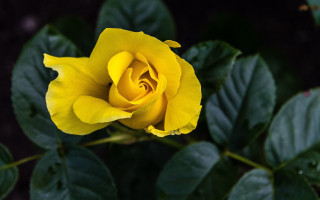 Yellow rose single flower dark - a dark background behind free wallpaper