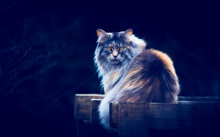 Regal cat wooden bench night - regal free wallpaper