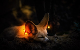 Fox glowing ears burned night - free cats wallpaper