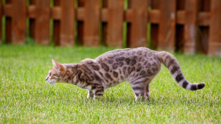 Cat green fence puzzle blurry - a wooden fence free wallpaper