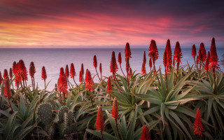 Red flower ocean sunset pink - a pink sky in the background free wallpaper