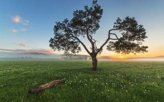 Lone tree sunrise mist australian - a lone tree in a field free wallpaper for desktop