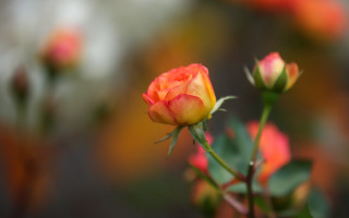Single rose budding garden bokeh - a single rose free wallpaper
