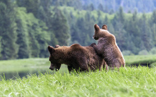 Bears grassy lake forest wildlife - two bear free wallpaper