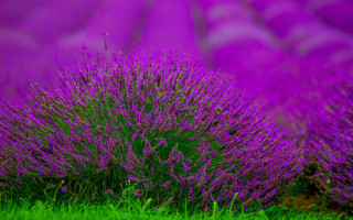 Purple flower field green background 2 - a purple sky in the background free wallpaper for desktop