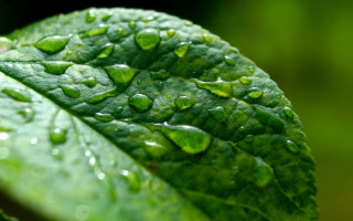 Green leaf water drops macro 7 - free nature wallpaper for desktop