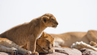 Lion cub rock background depthfield - top of a rock free wallpaper