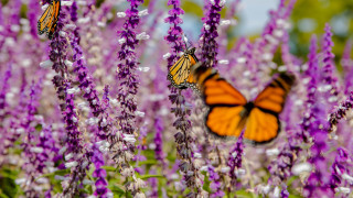 Butterflies purple flower field summer - bloom free wallpaper for desktop