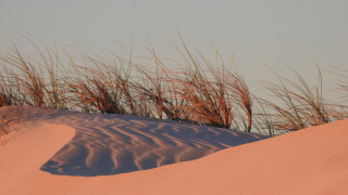 Dune grass sand dunes sky - betye saar free wallpaper for desktop