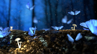 Blue butterflies forest mushrooms blue - over a forest free wallpaper