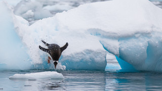 Penguin swimming icebergs snow ocean - a penguin free wallpaper