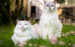 White cats blurry background nature - free cats wallpaper