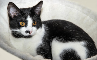 Black white cat yellow eyes 7 - a cat bed free wallpaper