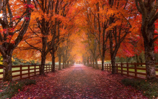 Autumn pathway fence trees leaves - orange leaf free wallpaper