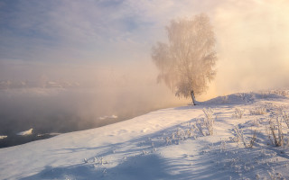 Snowy hill tree foggy sky - foggy free wallpaper