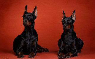 Black brown dogs red background - brothers hildebrandt free wallpaper