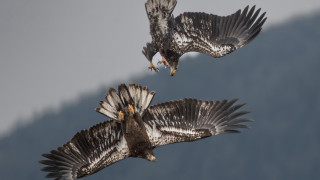 Birds flying wings eagle monster - its beak open free wallpaper