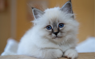 White kitten blue eyes serious - a white kitten free wallpaper