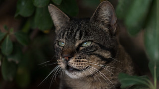 Cat green plant blue eyes - its eye wide open free wallpaper for desktop