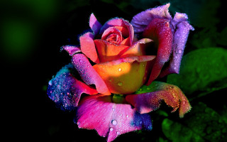Colorful rose water droplets fauvism - fauvism free wallpaper
