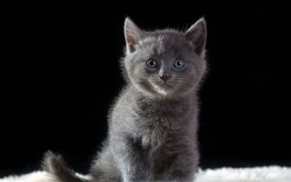 Gray kitten white rug black - grey background free wallpaper