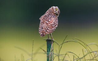 Small owl green pole grass - a small owl free wallpaper