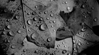 Water droplets leaf rain black - ansel adams free wallpaper for desktop