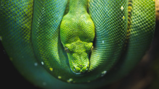 Green snake water droplets cobra - animal free wallpaper for desktop