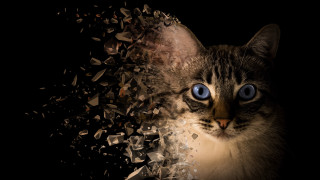 Cat blue eyes black background - animal free wallpaper for desktop