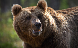 Brown bear open mouth primivitism - a brown bear free wallpaper