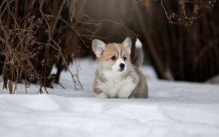 Small dog snow outdoor renaissance - the snow outside free wallpaper