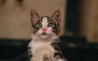 Cat green eyes serious focus - its face and chest free wallpaper