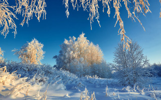 Snowy landscape trees bushes winter - tree and bushes free wallpaper