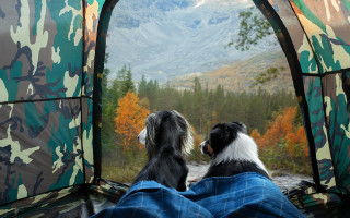 Dogs tent mountains trees person - a tent free wallpaper