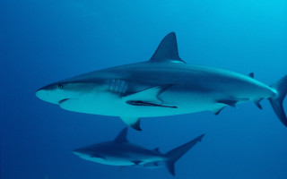 Sharks underwater group dolphin fish - andrew geddes free wallpaper for desktop