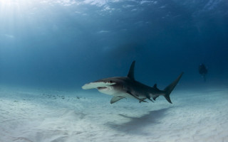 Shark scuba diver underwater ocean - a shark swimming in the ocean free wallpaper