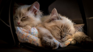 Two cats sleeping suitcase art - the other side free wallpaper