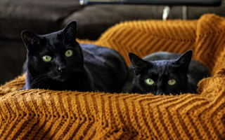 Black cat yellow blanket couch - a couch free wallpaper