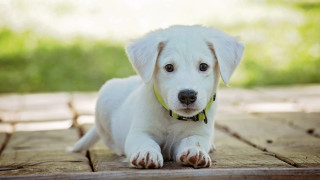 White puppy green collar wooden - a wooden floor free wallpaper