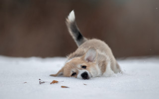 Shiba inu snow playful blurry - the snow outside free wallpaper