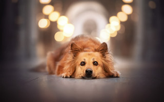 Dog tunnel portrait bokeh lights - the background and a dog free wallpaper
