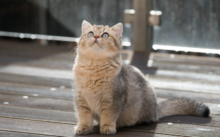 Cat surprised ascii awe statue - a statue free wallpaper