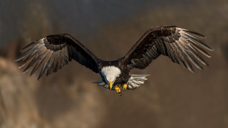 Bald eagle flying wings talons - bald free wallpaper