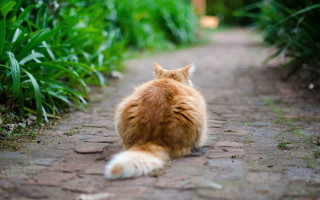 Cat brick path grass distant - beatrix potter free wallpaper