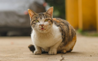Cat beach sand blurry background - a cat free wallpaper