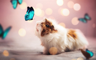 Cat butterfly magic realism pink - a blue butterfly free wallpaper