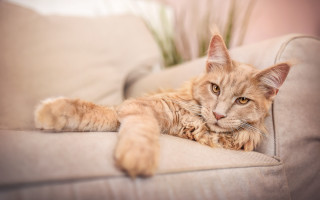 Cat couch paws camera photorealistic - its paw free wallpaper for desktop